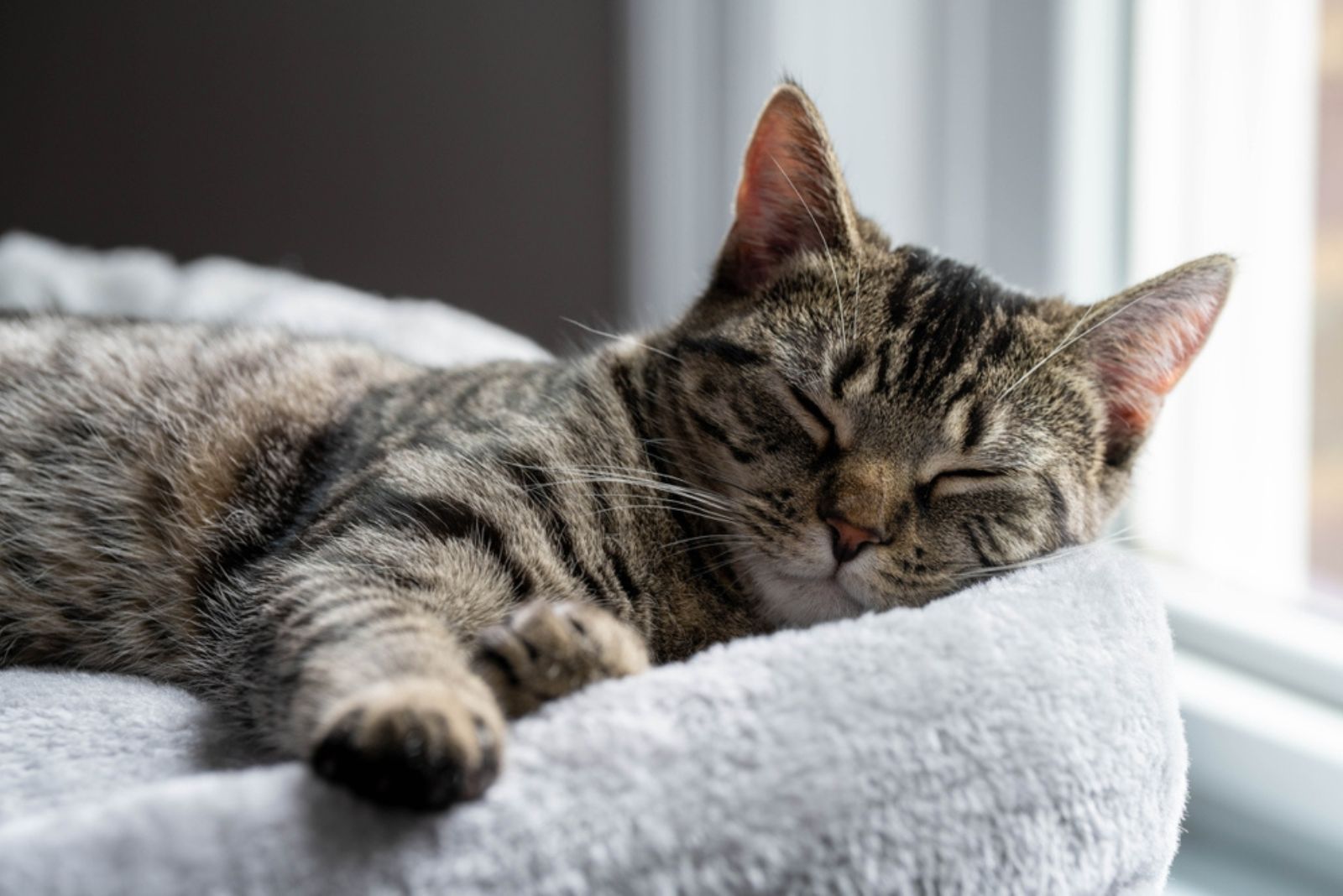 cat sleeping on bed