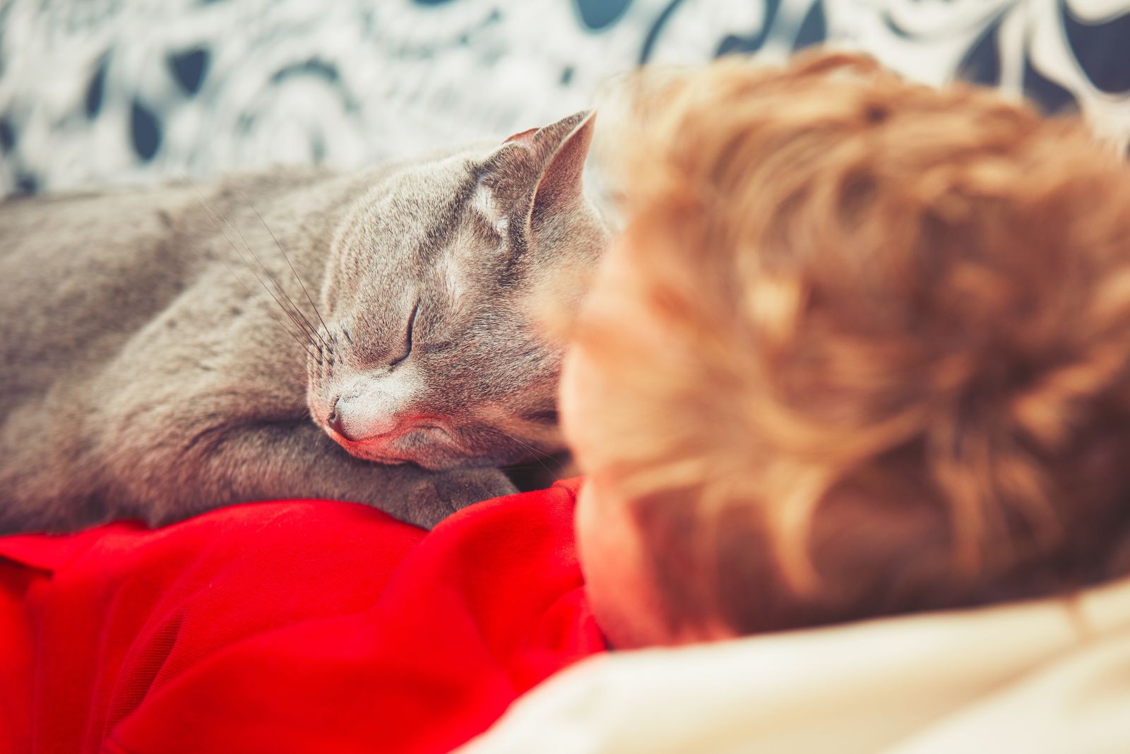 cat sleeping on chest