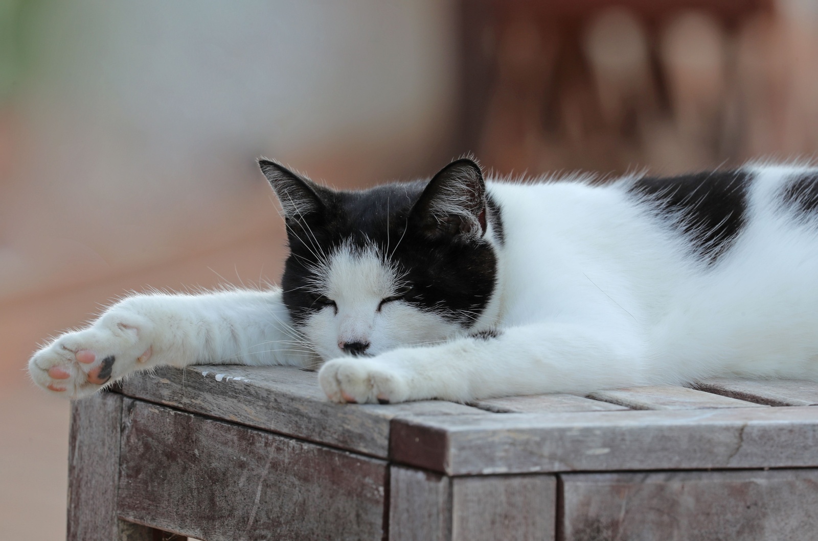 cat sleeping with paws stretched out