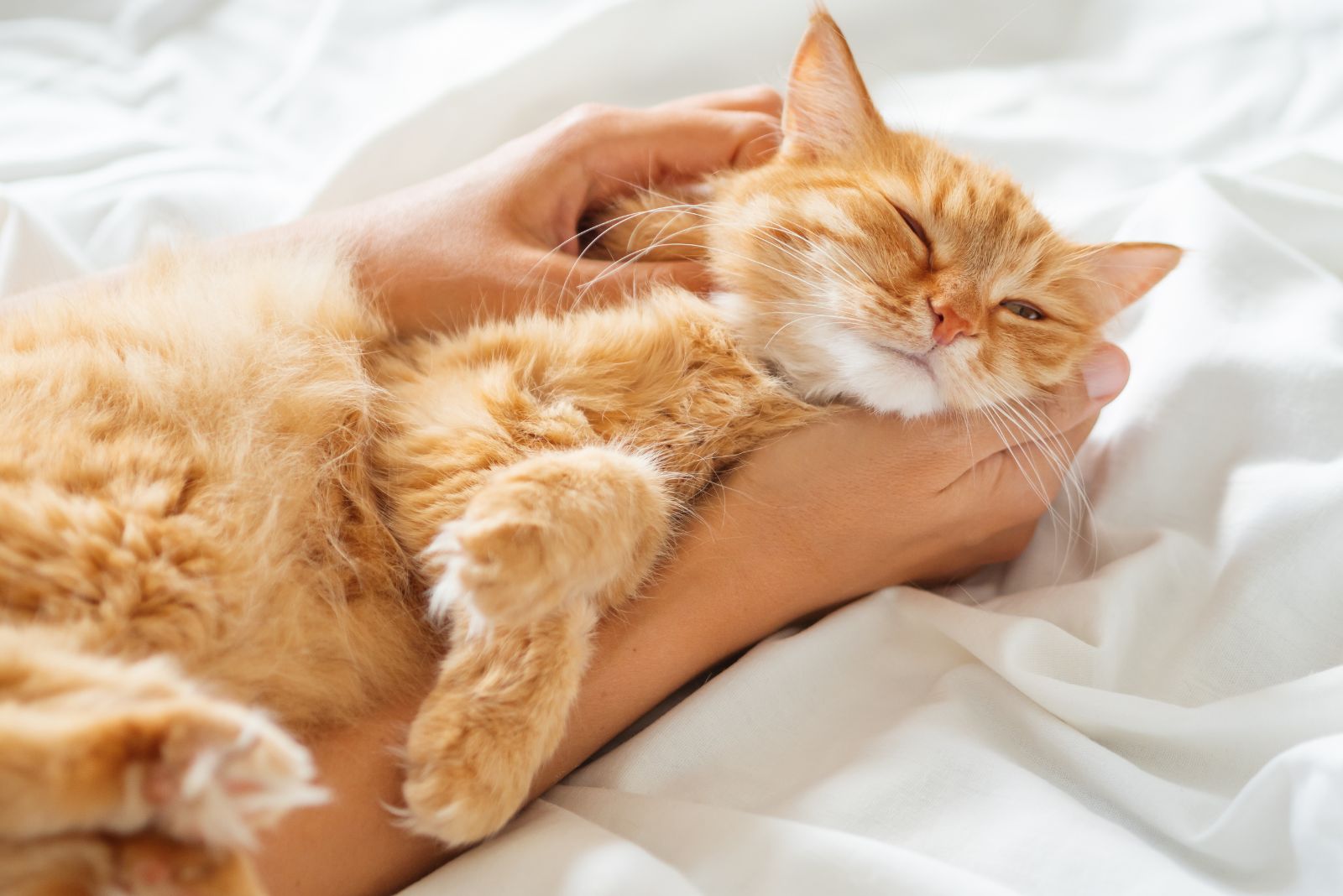 cat snuggled in hands