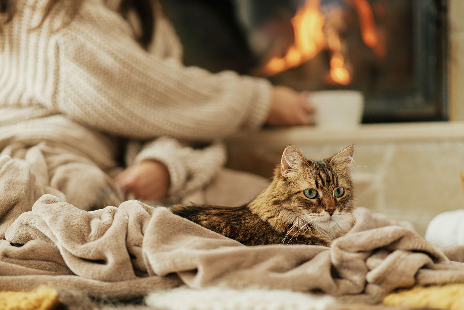 cat snuggled into the blanket