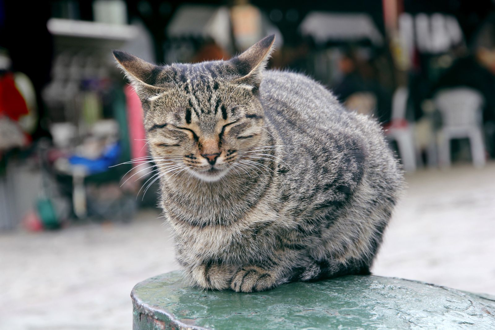 cat snuggled up