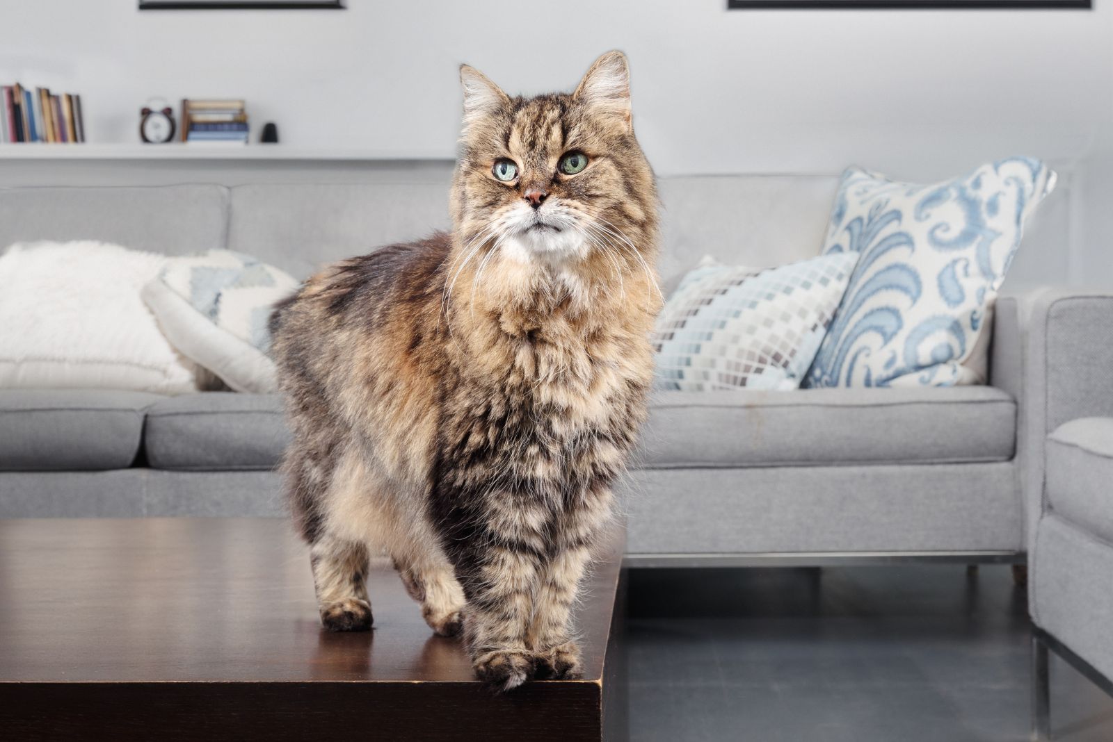 cat standing on a table