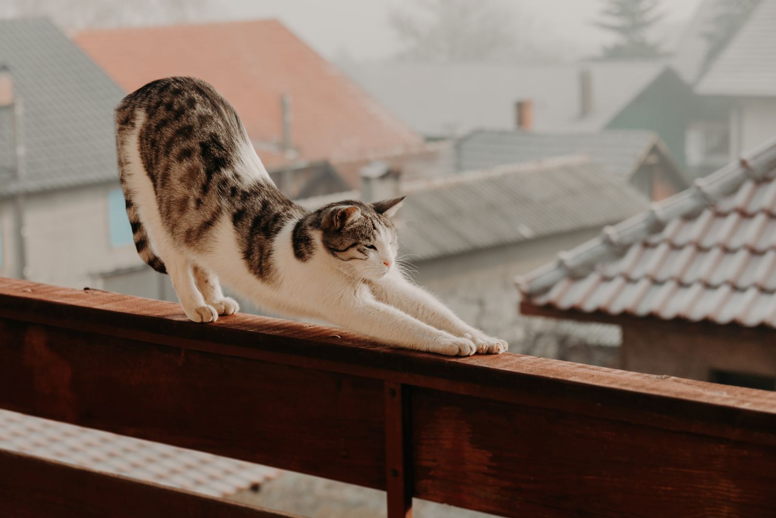 cat stretching