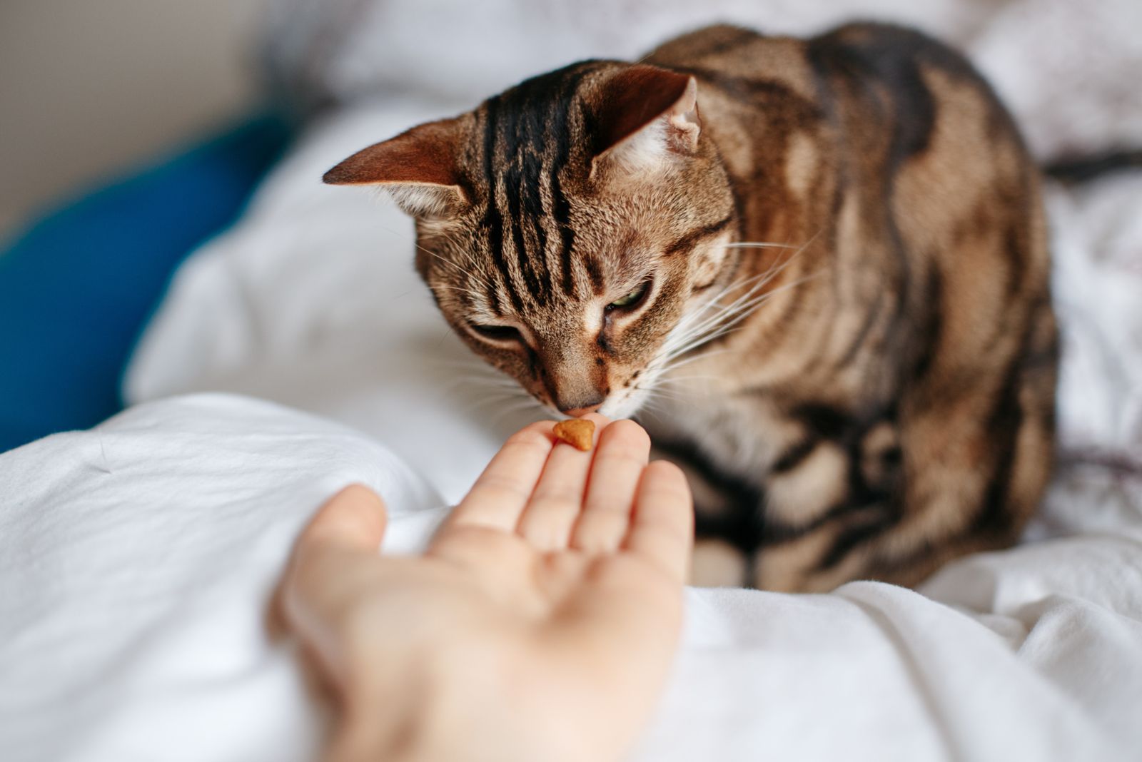 cat taking food from hand