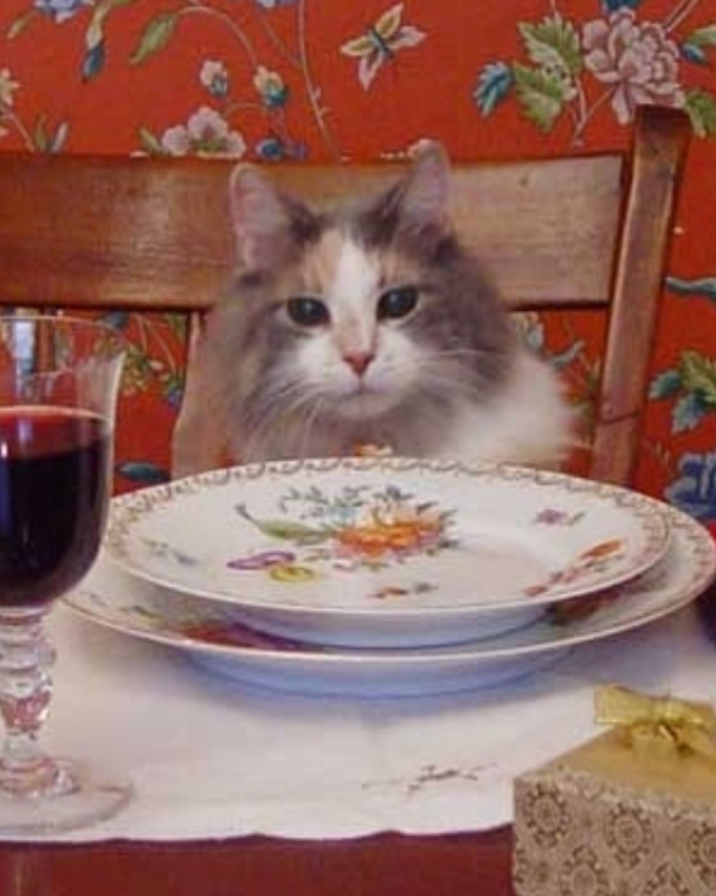 cat waiting for a dinner