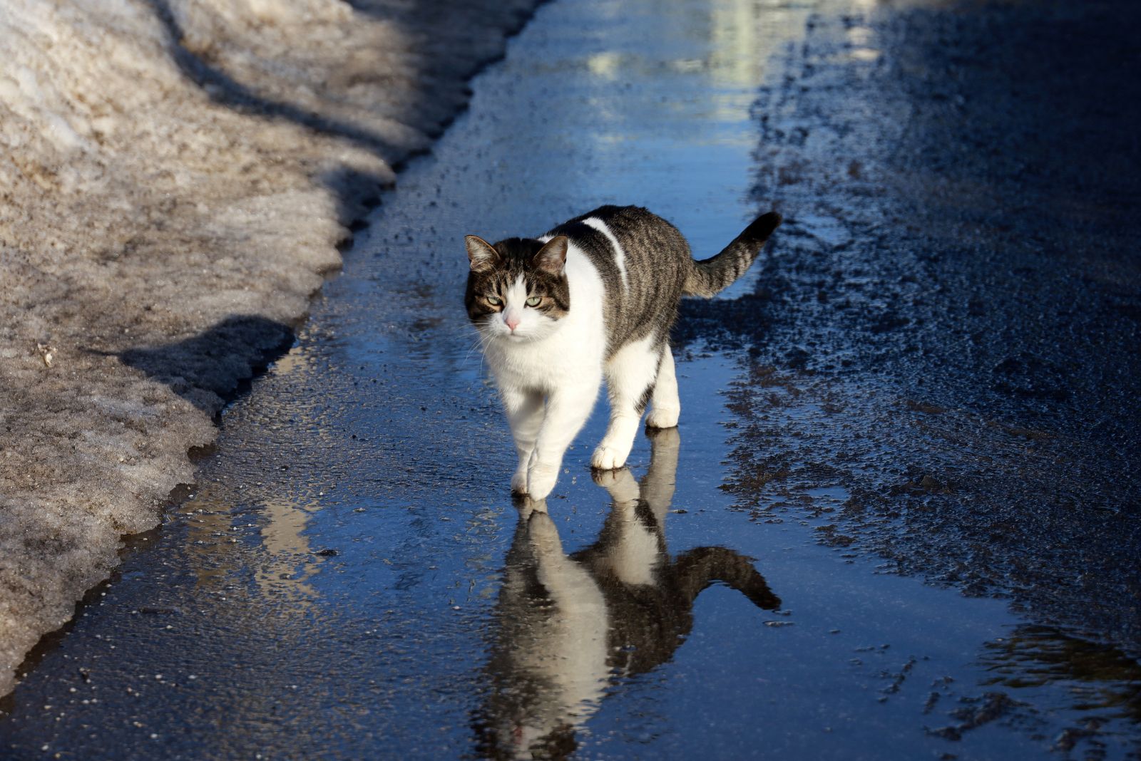 cat walking in the rain