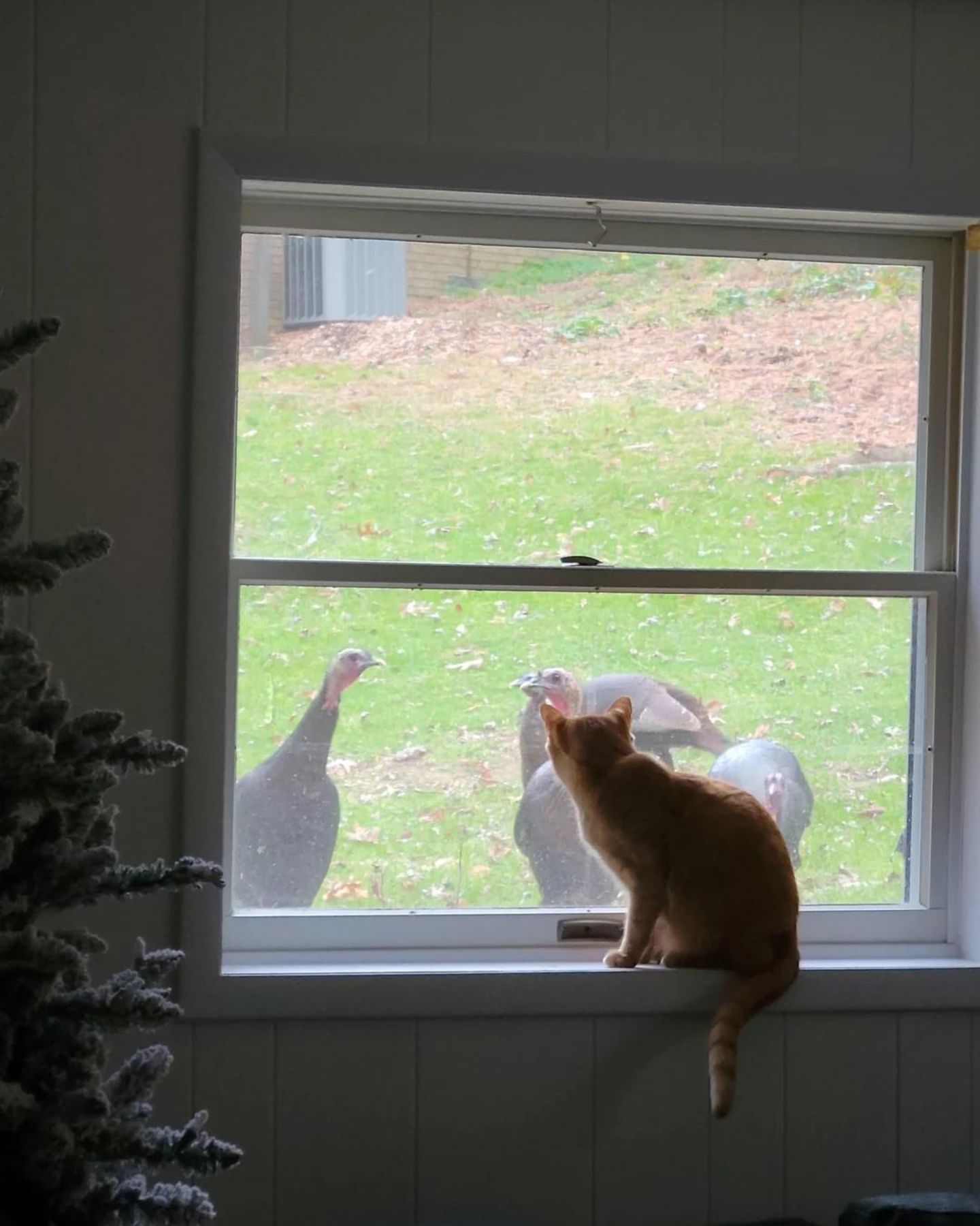 cat watching a turkeys