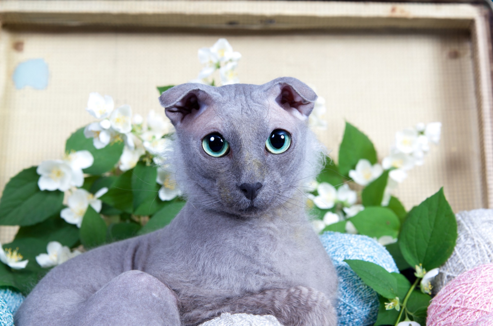 cat with beard