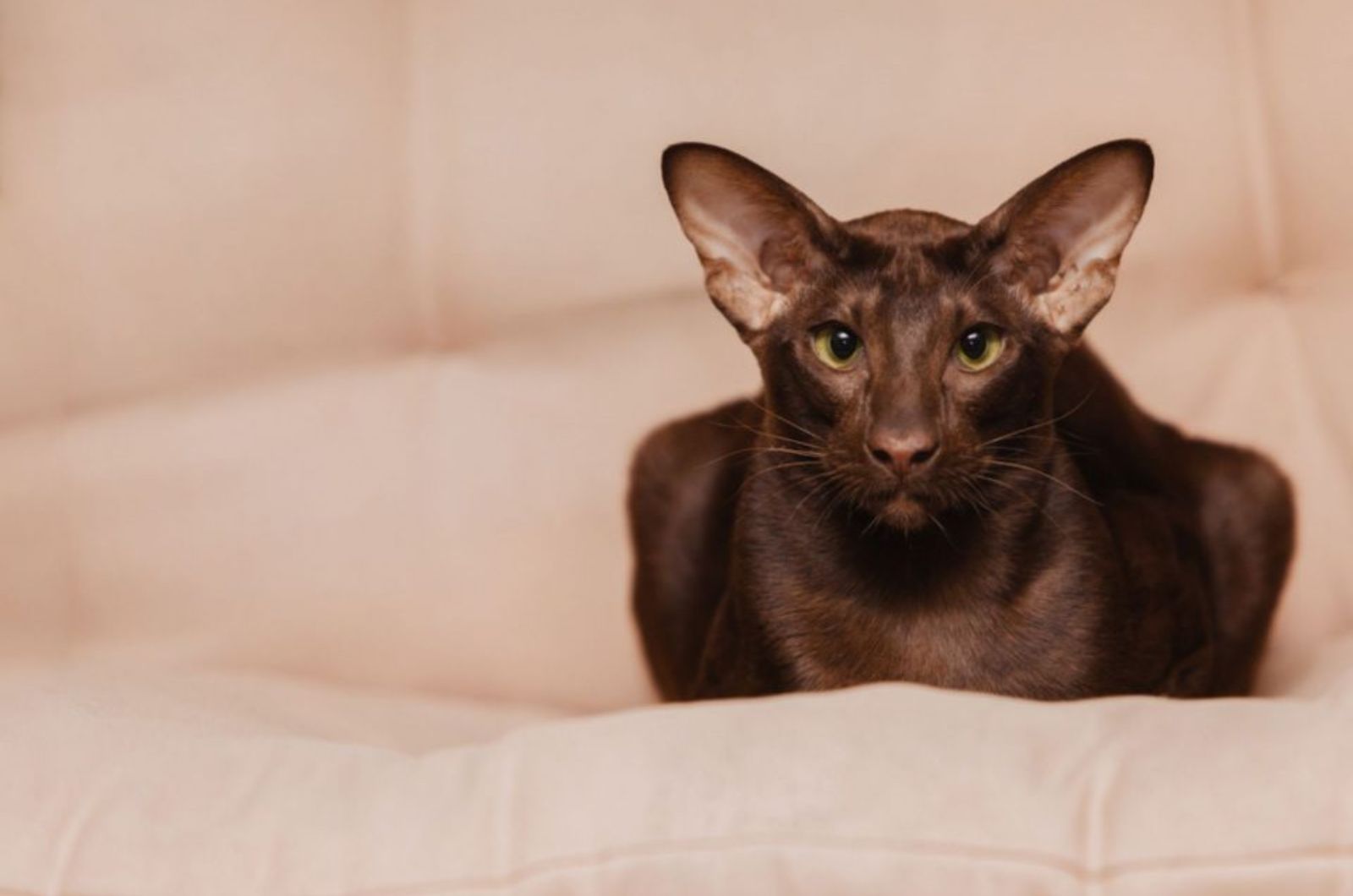 cat with big ears