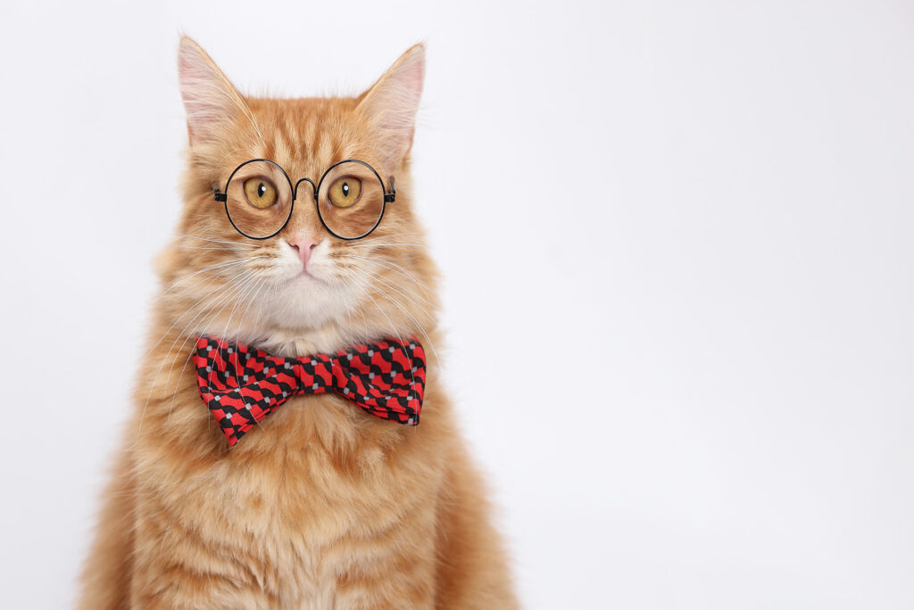 cat with glasses and a bow tie