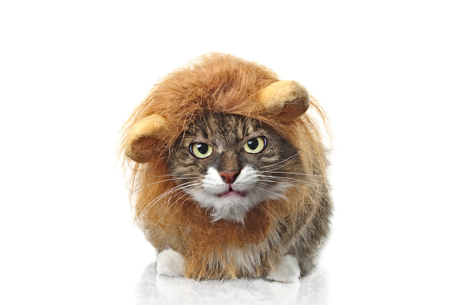 cat with lion hat