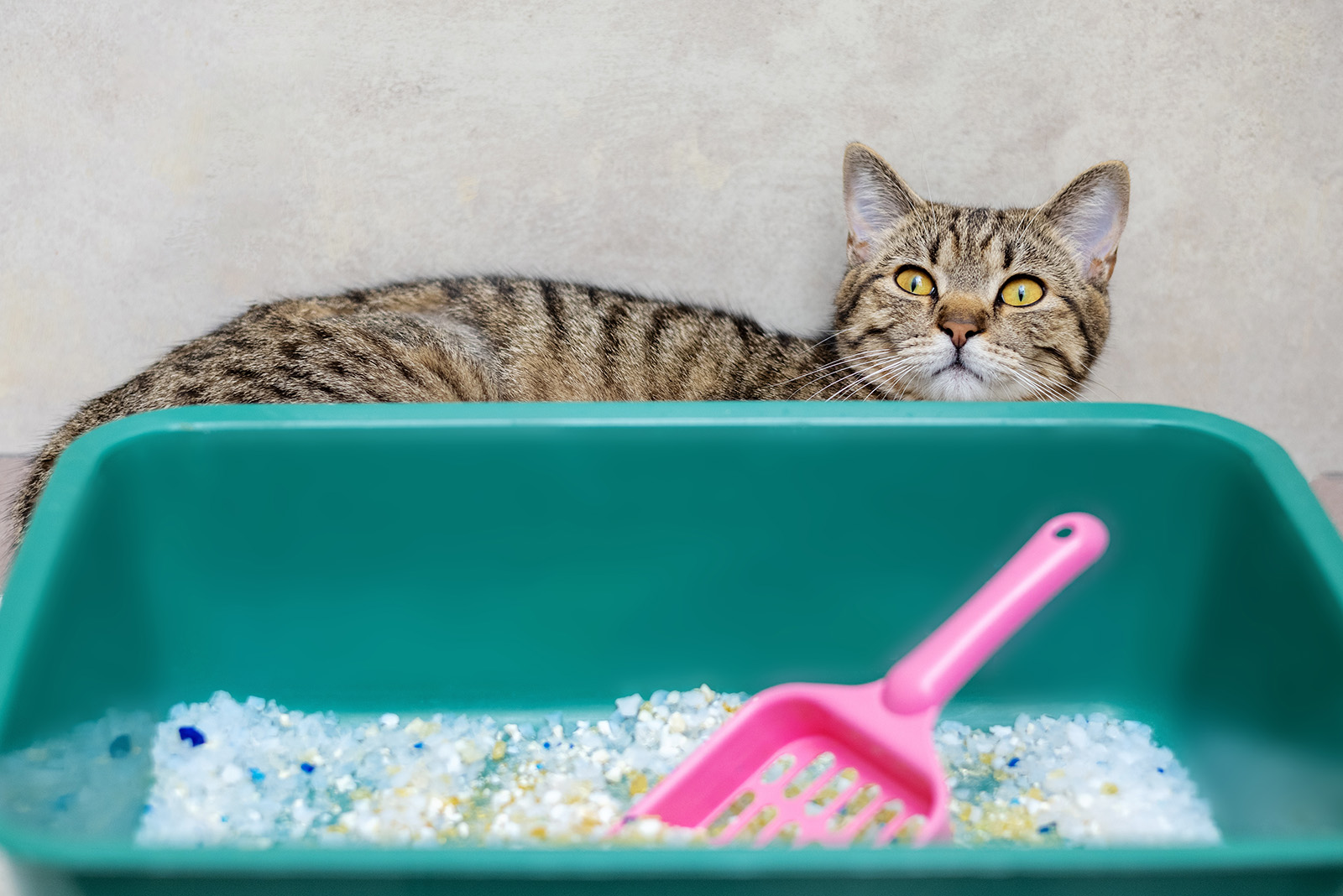 cat with litter box
