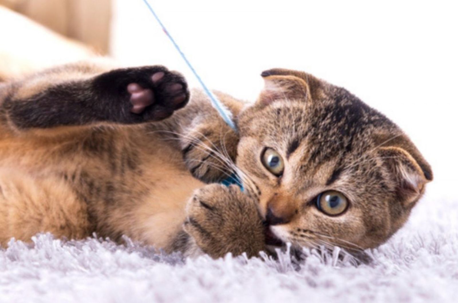 cat with small ears