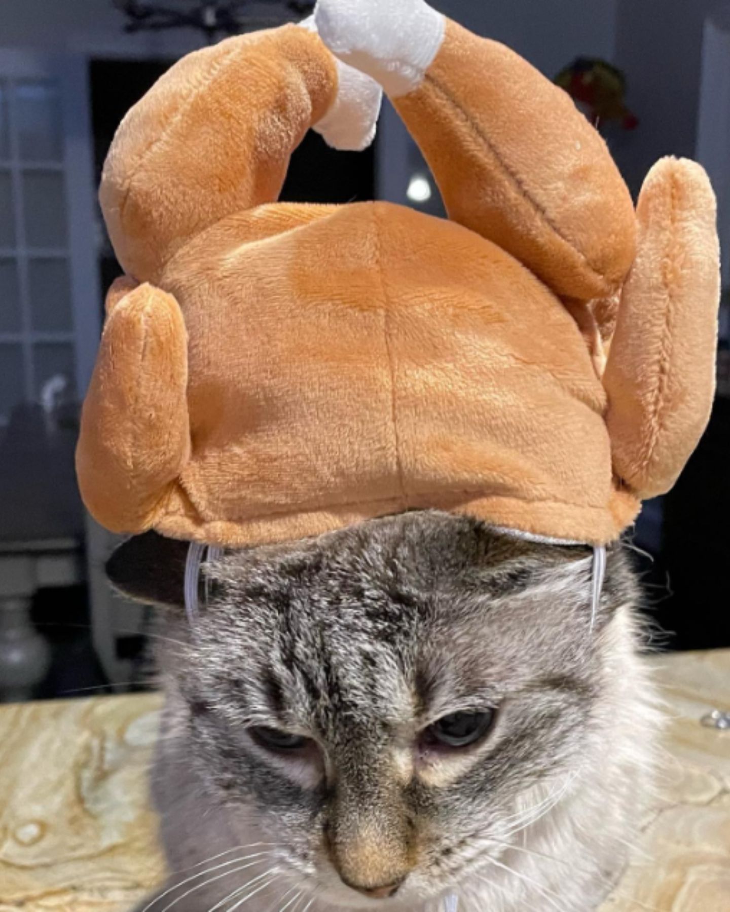 cat with turkey hat