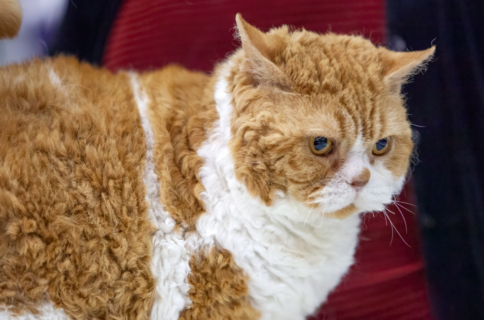 cat with wavy hair