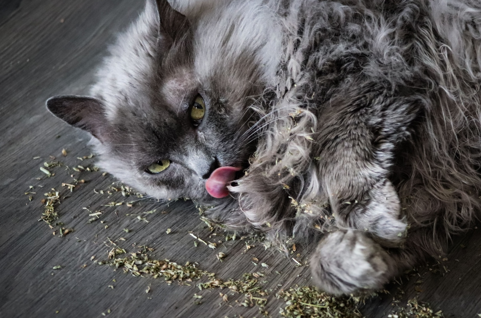 catnip