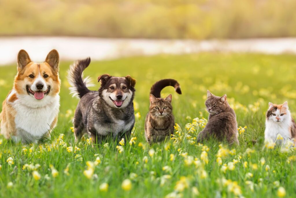 cats and dogs in the field