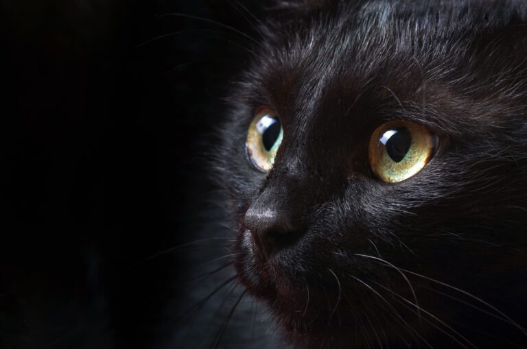 11 Amazing Animals That See Perfectly In The Dark