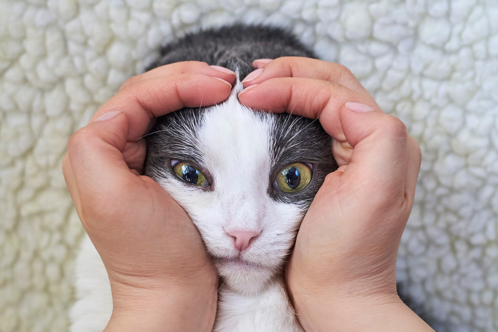 cats head in human hands