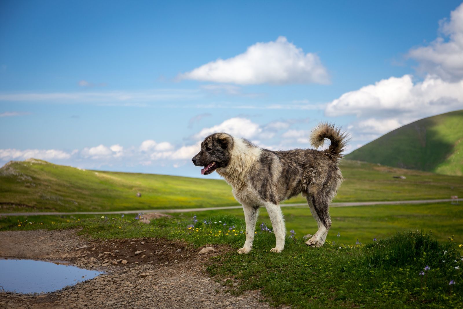 caucasian shepherd dog