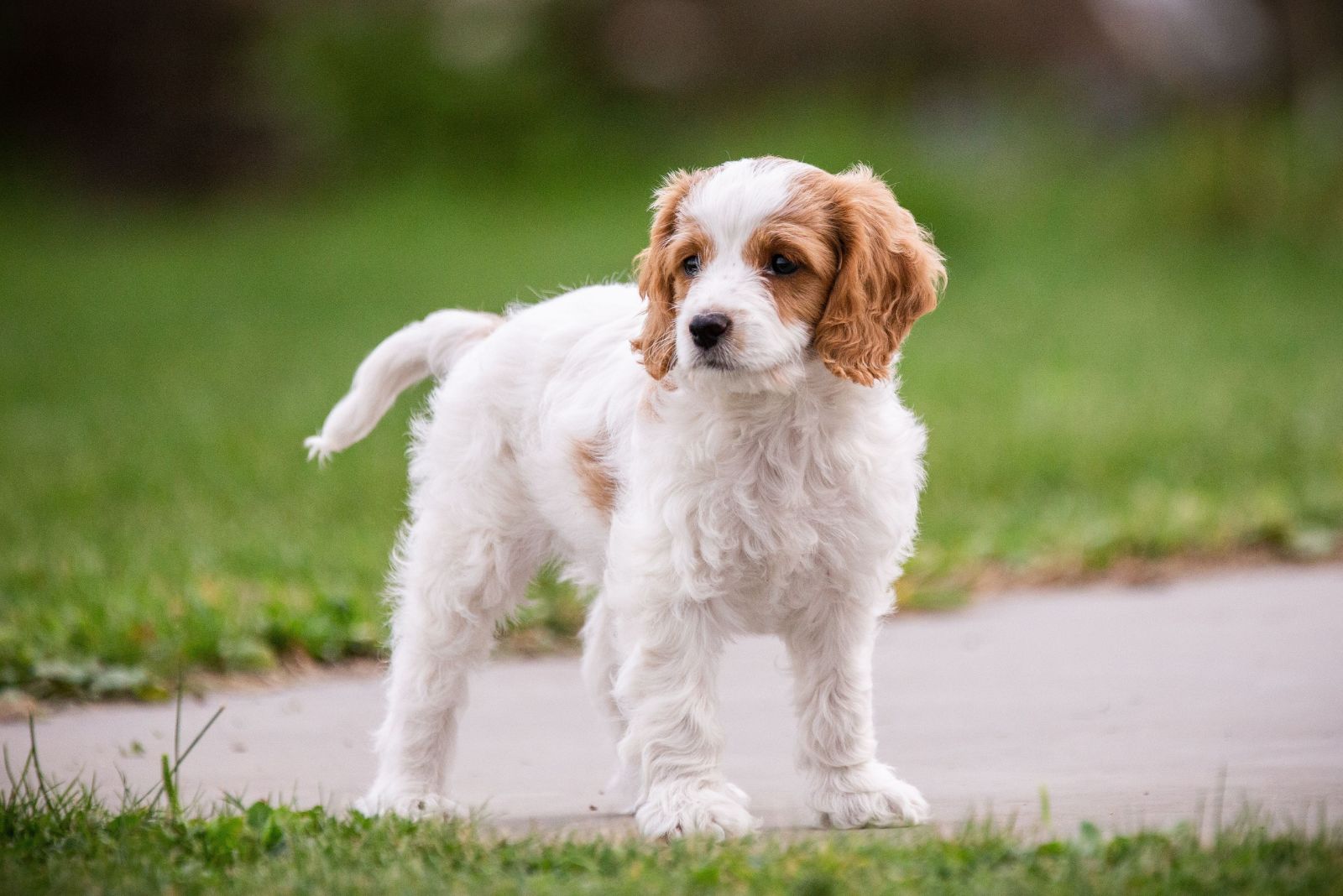 cavachon