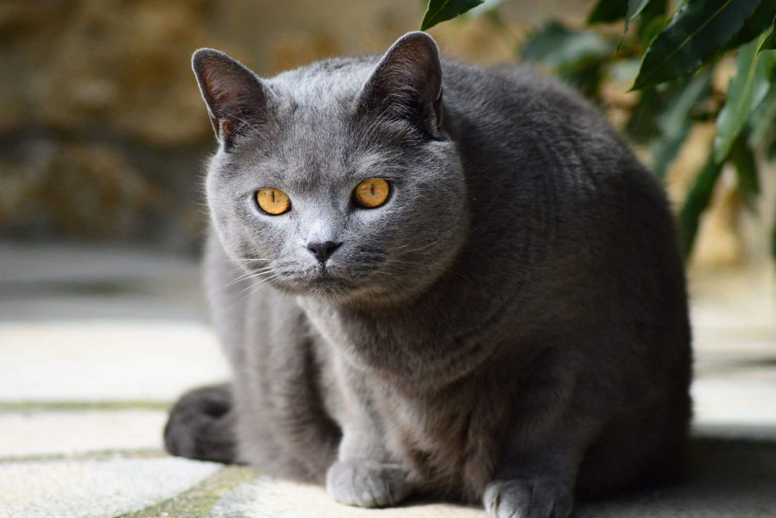 chartreux cat