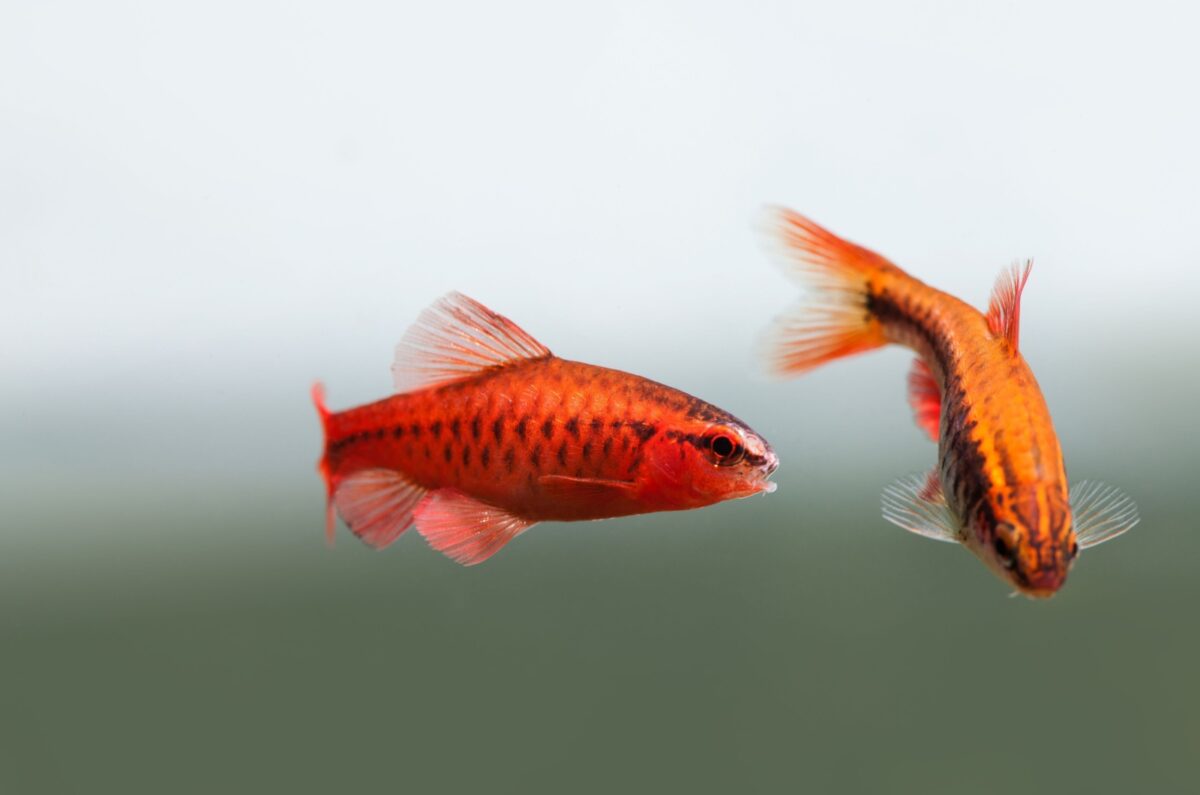 Image showcasing 9 Best Fish For First-Time Aquarium Owners