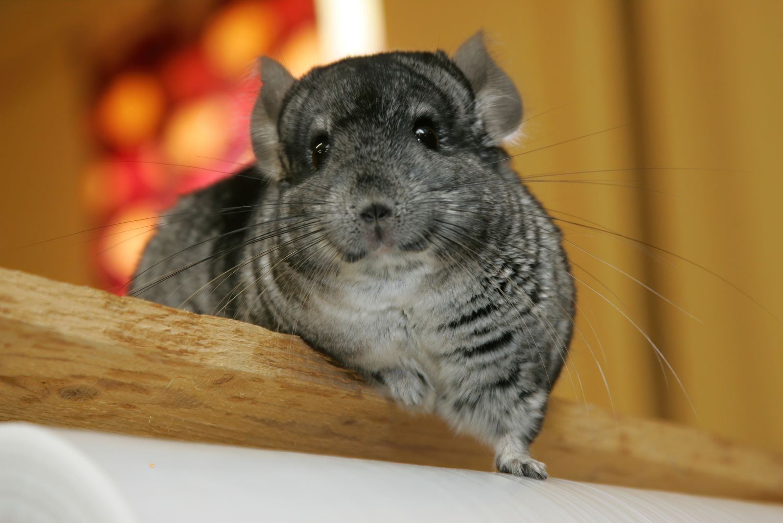 chinchilla