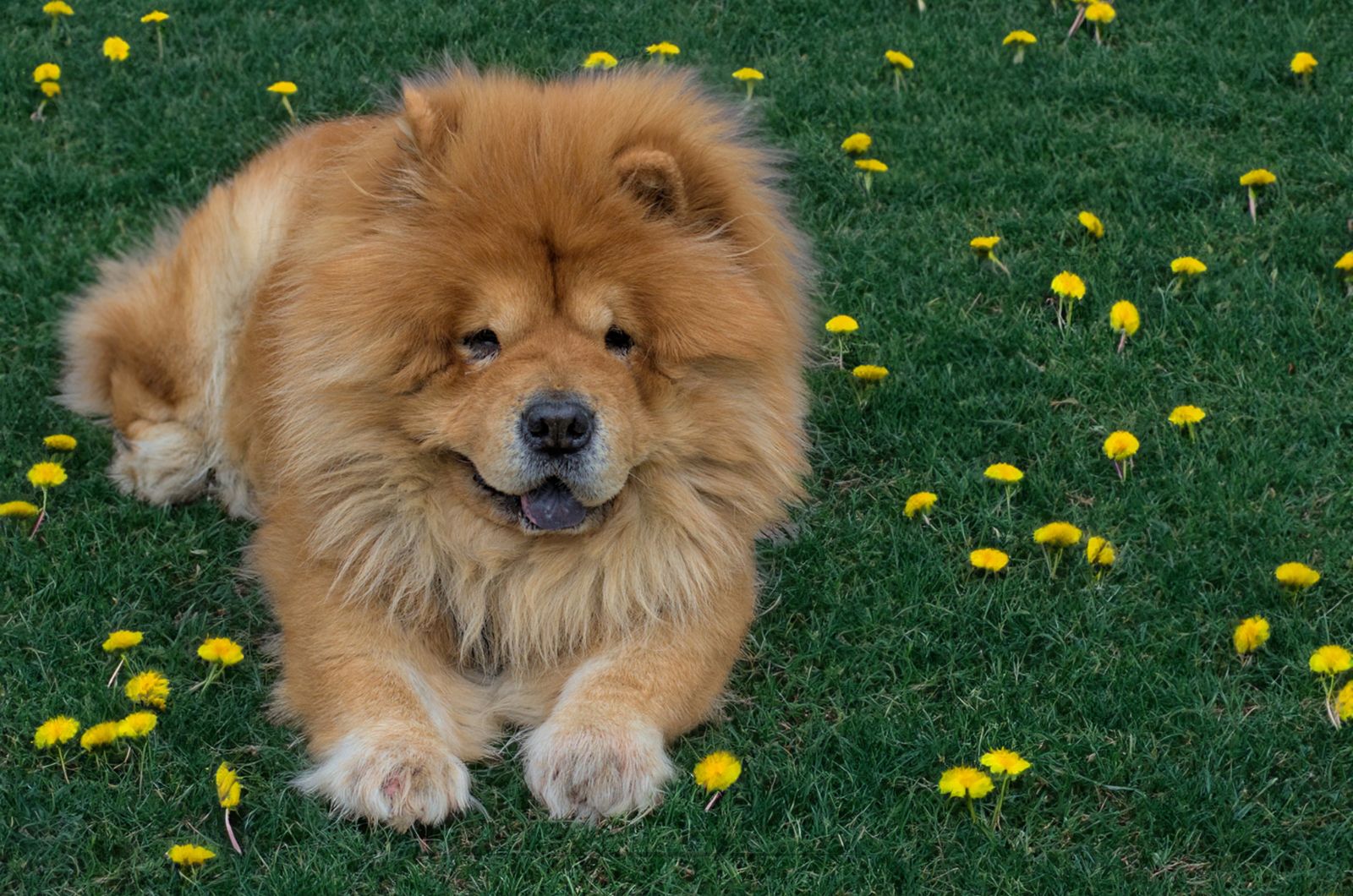 chow and flowers