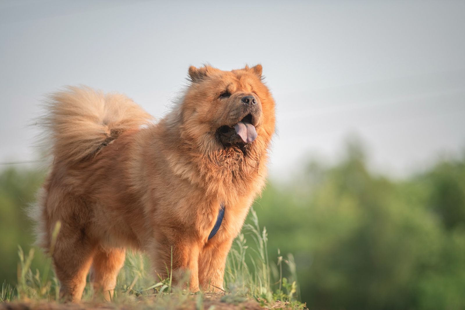 chow chow dog outside