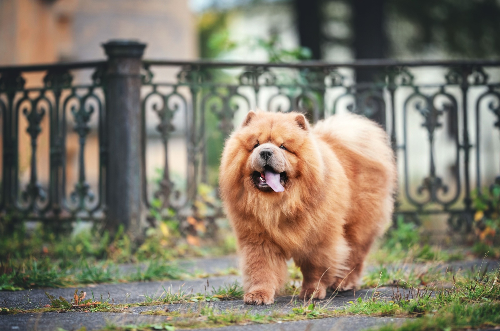 chow chow in a yard