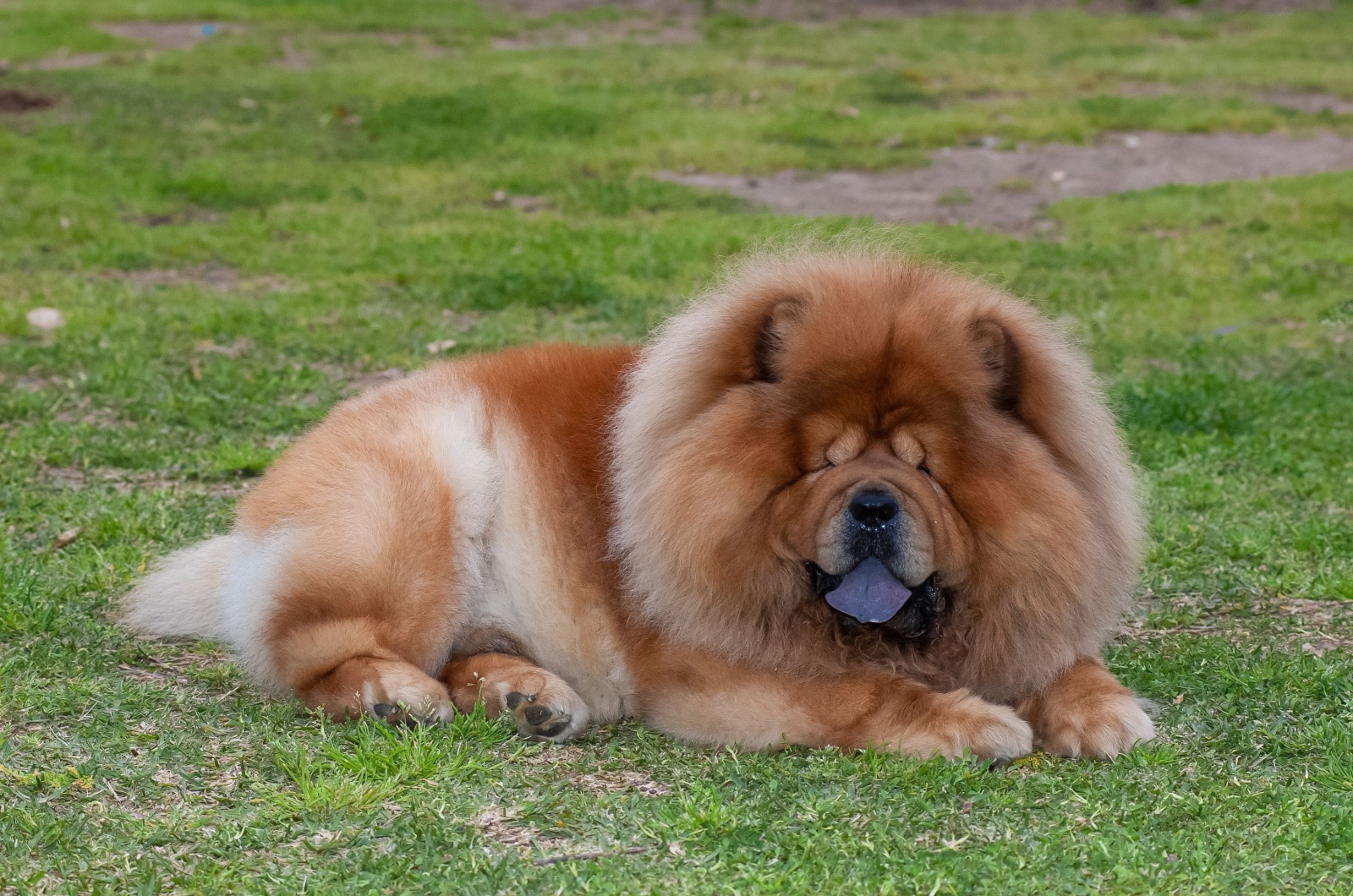 chow chow laying down