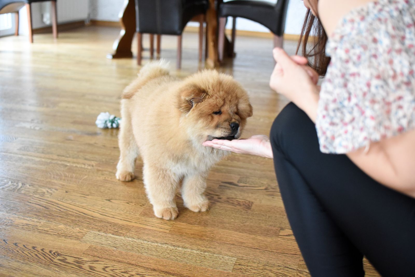 chow chow puppy