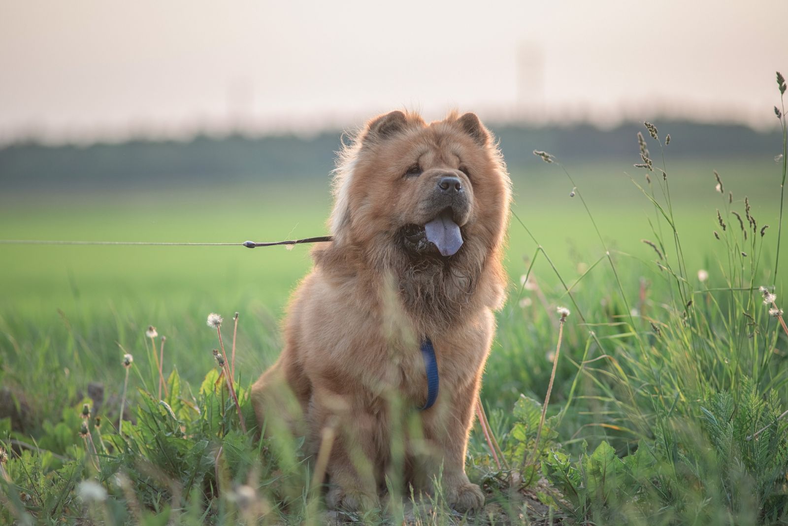 chow chow sitting outside