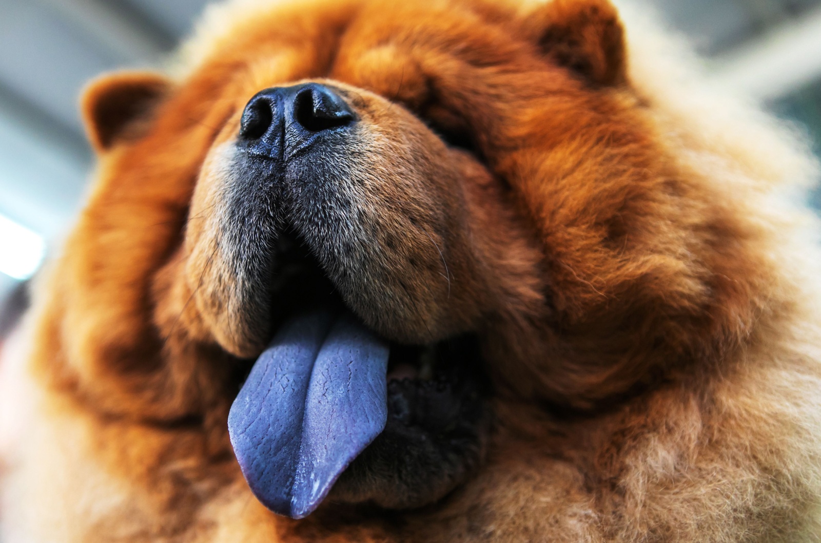 chow chow tongue