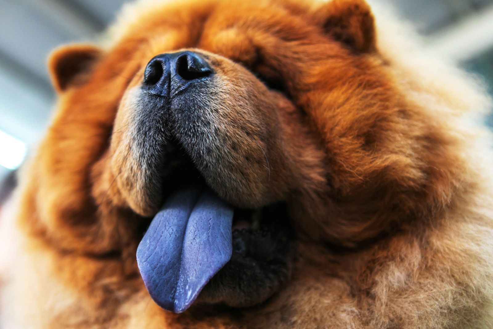 Chow Chow