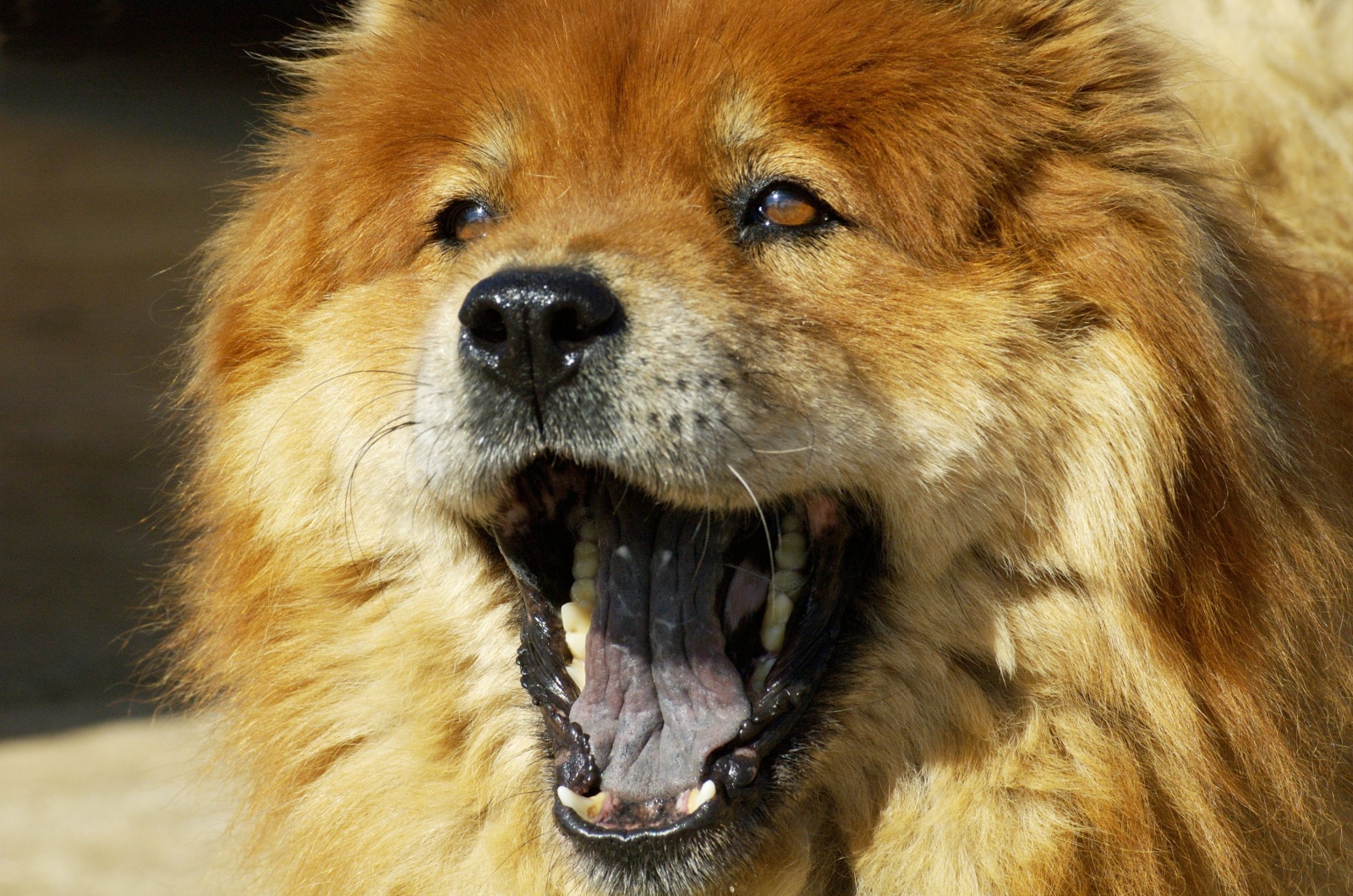 chow chow yawning