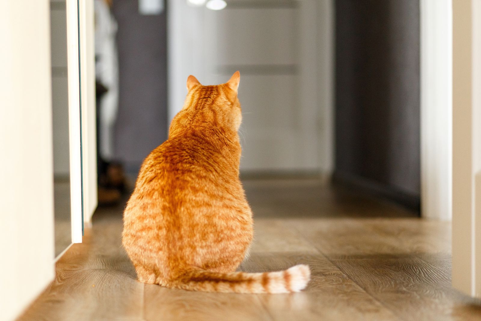 chubby orange tabby