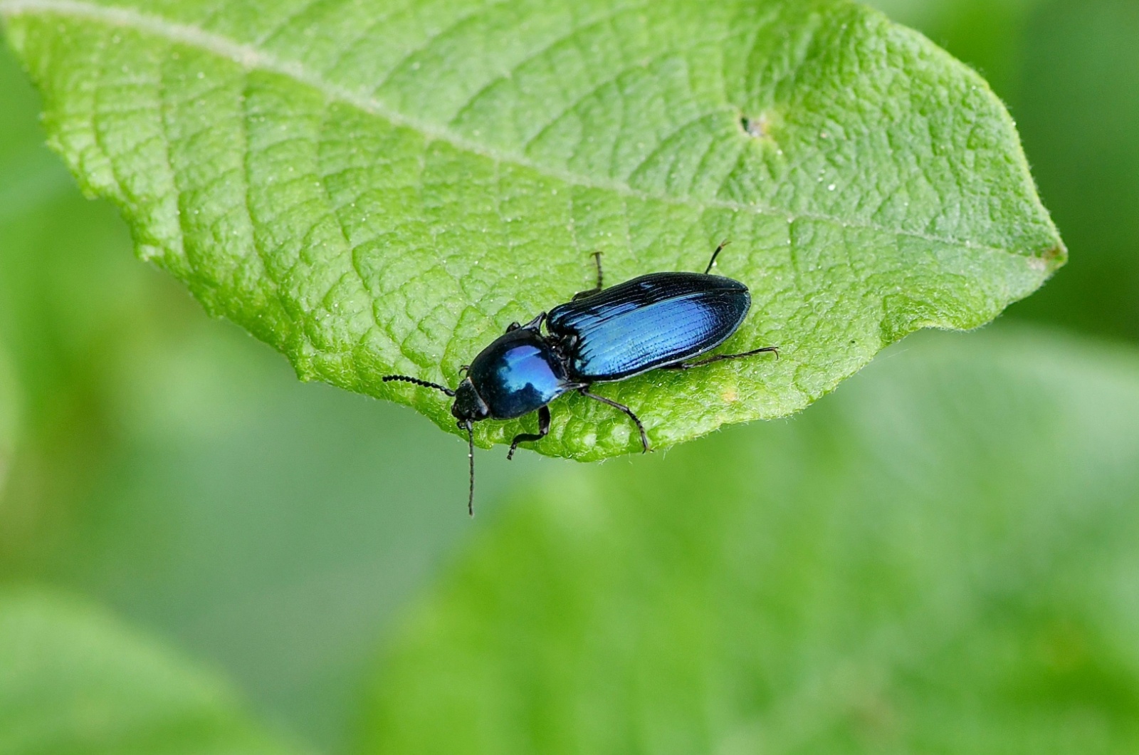 click beetle