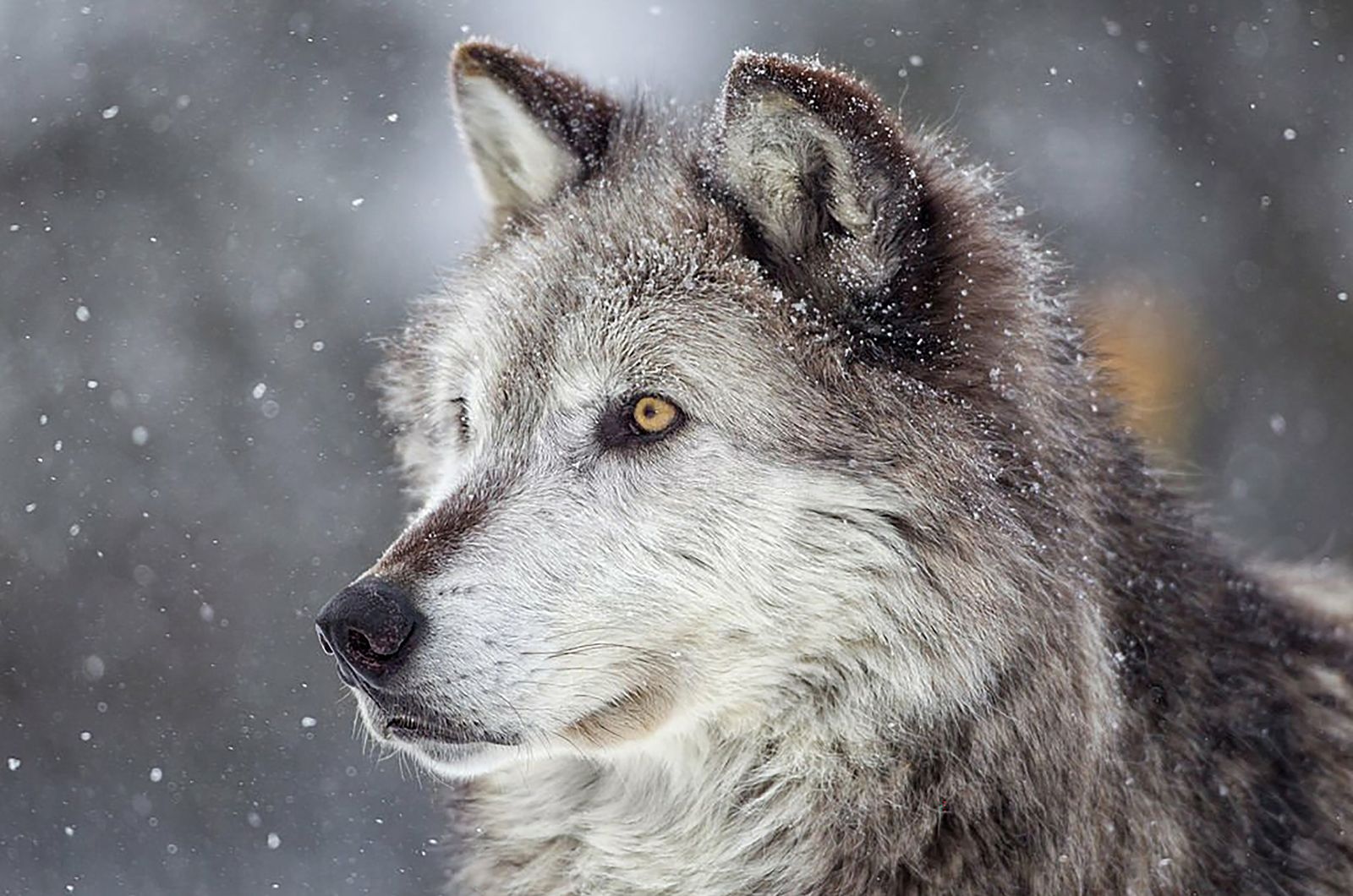 close-up photo of a wolf