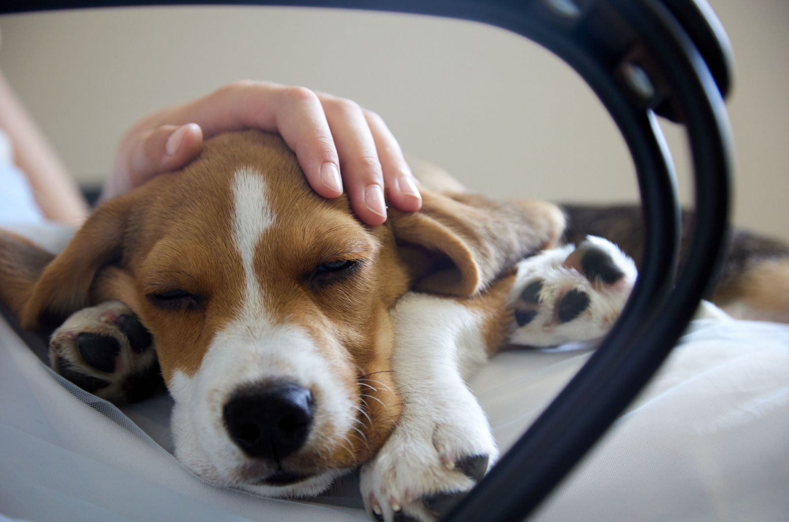 close-up photo of sick dog