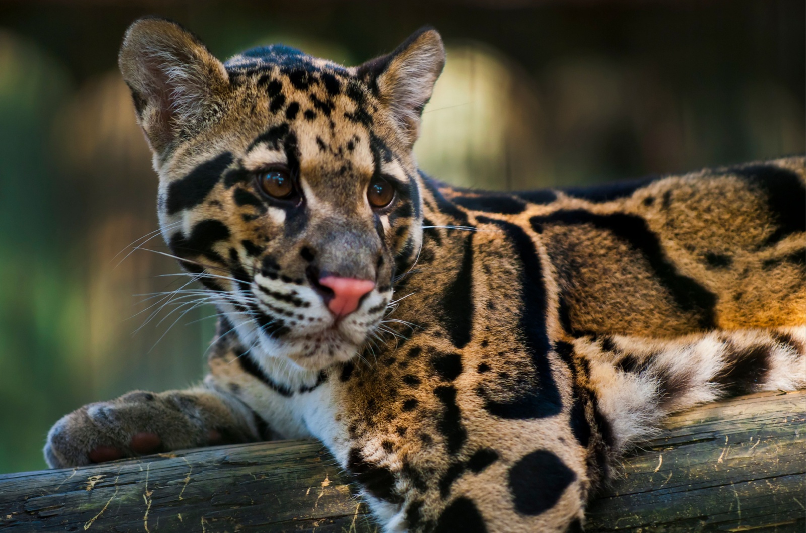 clouded leopard