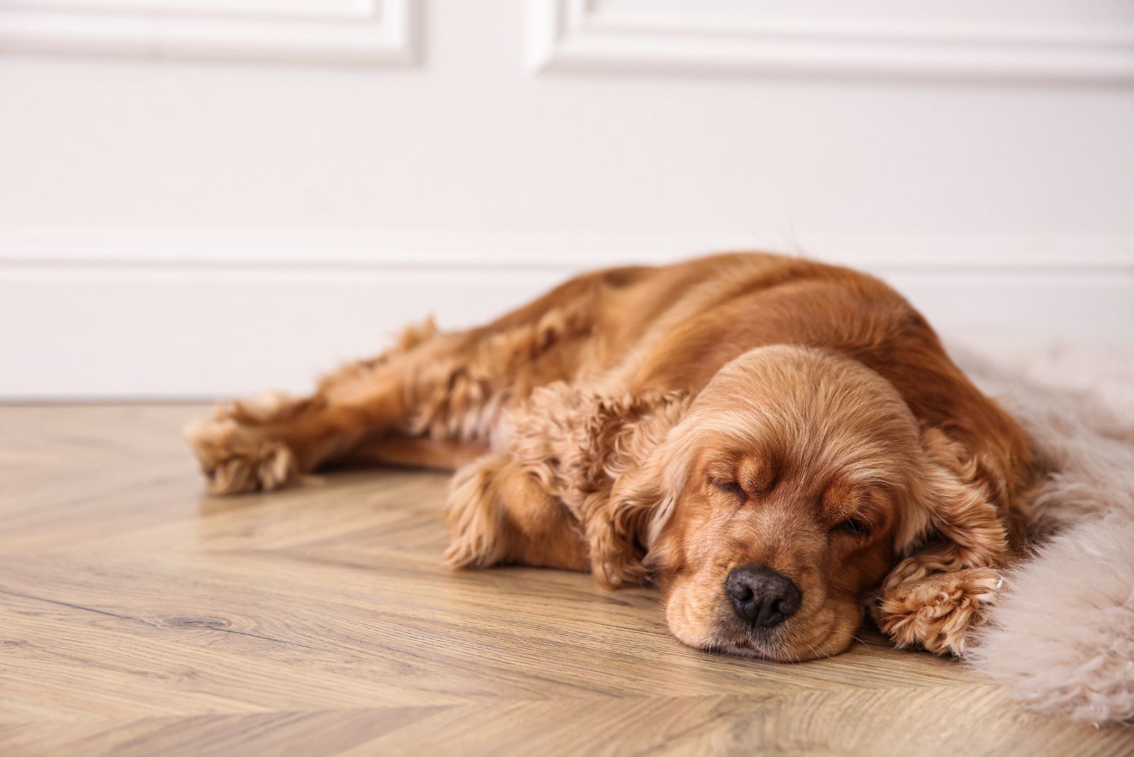 cocker spaniel sleeping