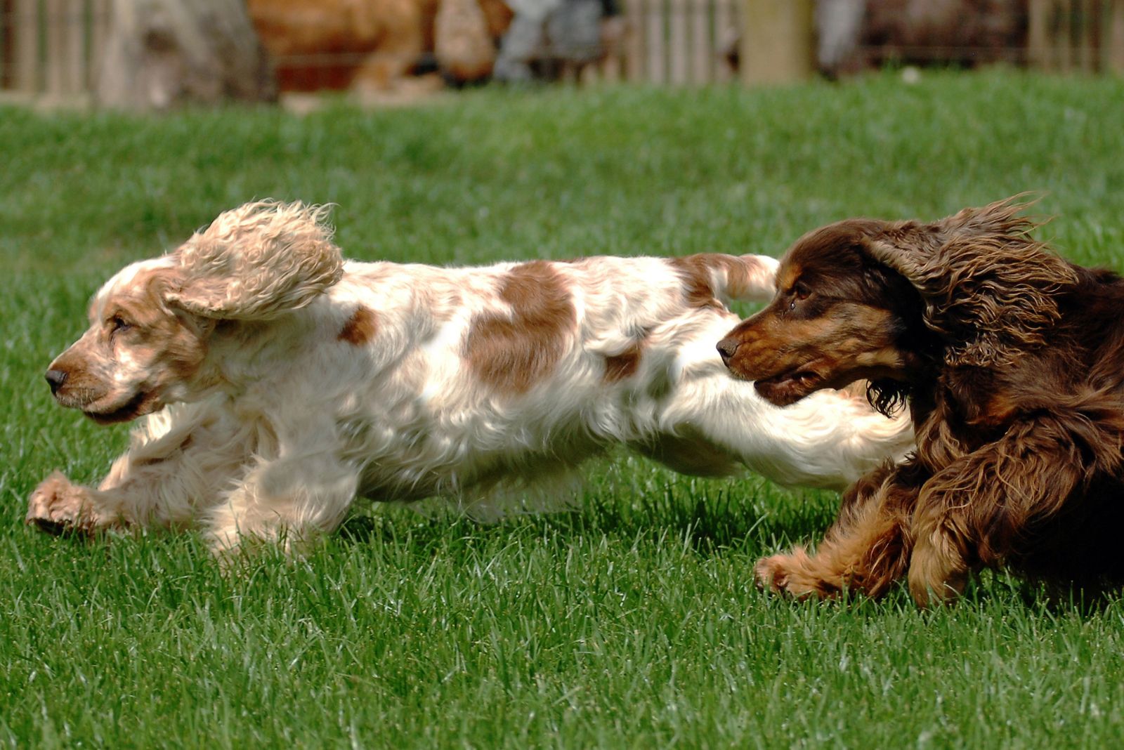 cocker spaniels running