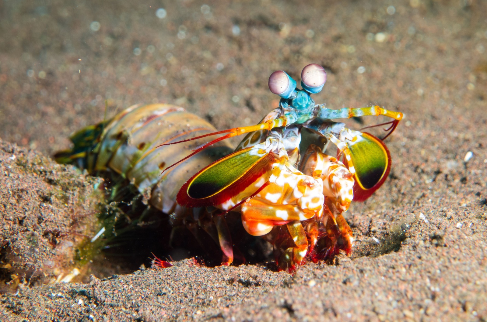 colorful mantis shrimp