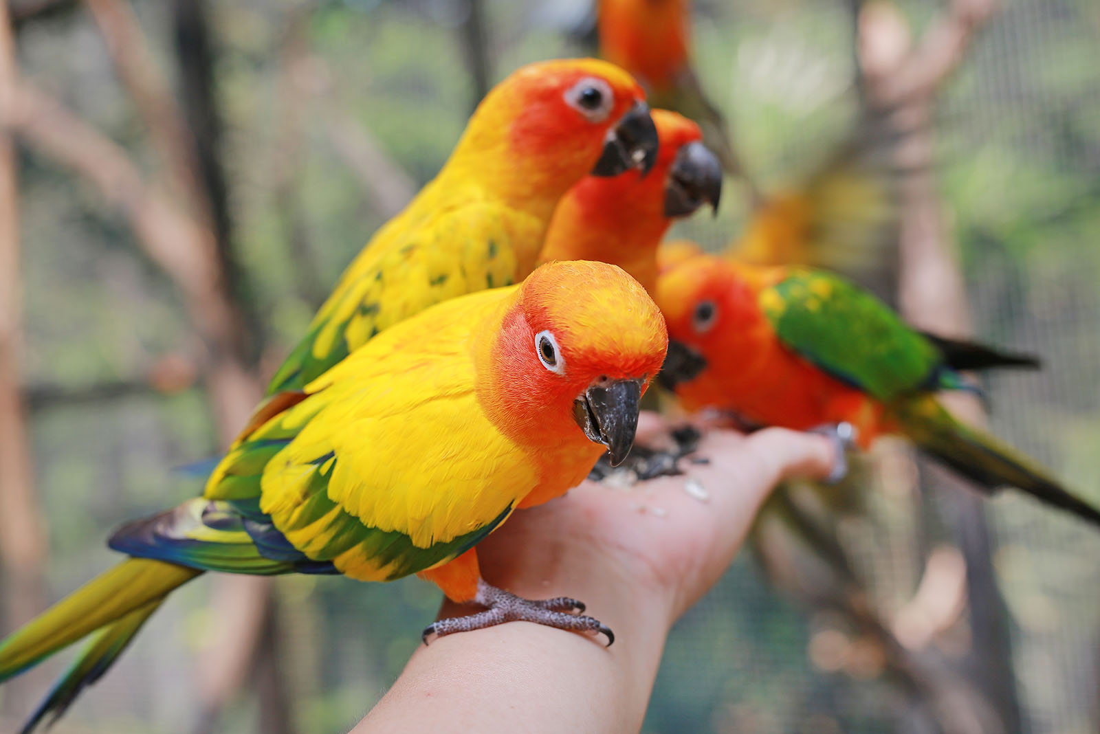 colorful parrots