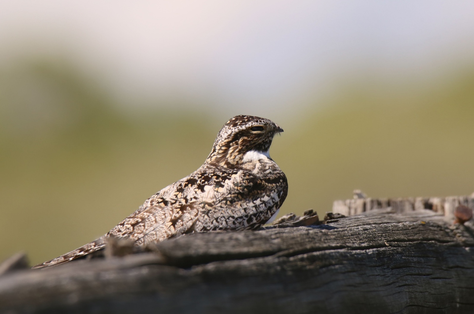 common poorwill