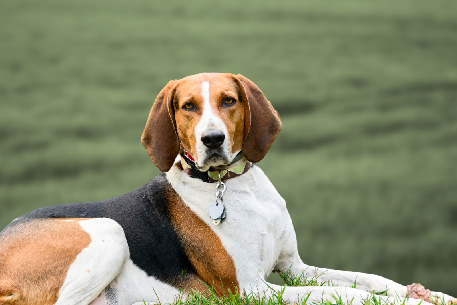 coonhound