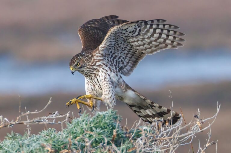 12 Fearsome Birds Of Prey In America And Their Incredible Hunting Skills